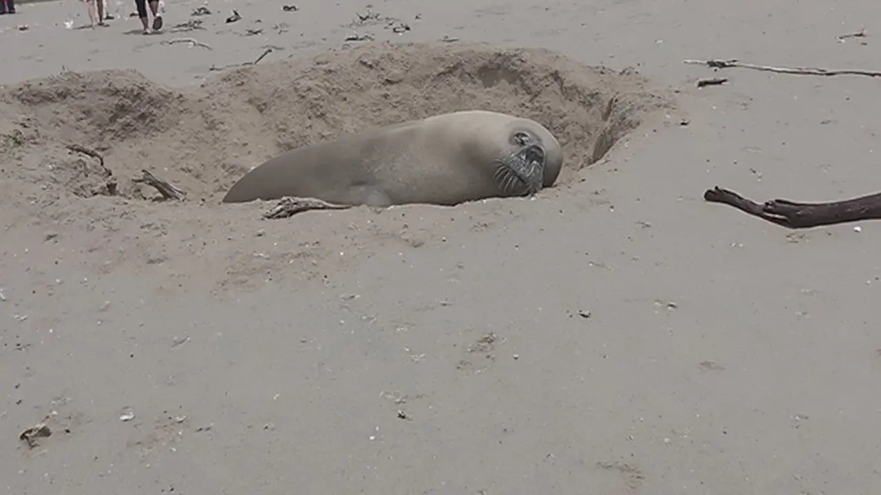 Rare Elephant Seal Named Buffel Makes Return to Onrus Beach in Western Cape