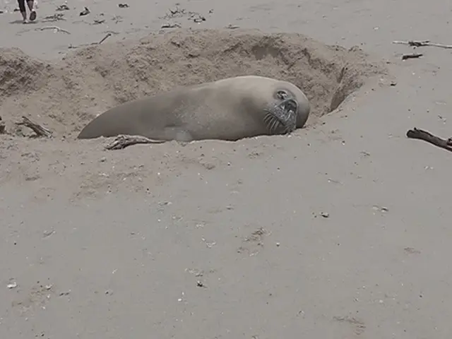 Rare Elephant Seal Named Buffel Makes Return to Onrus Beach in Western Cape
