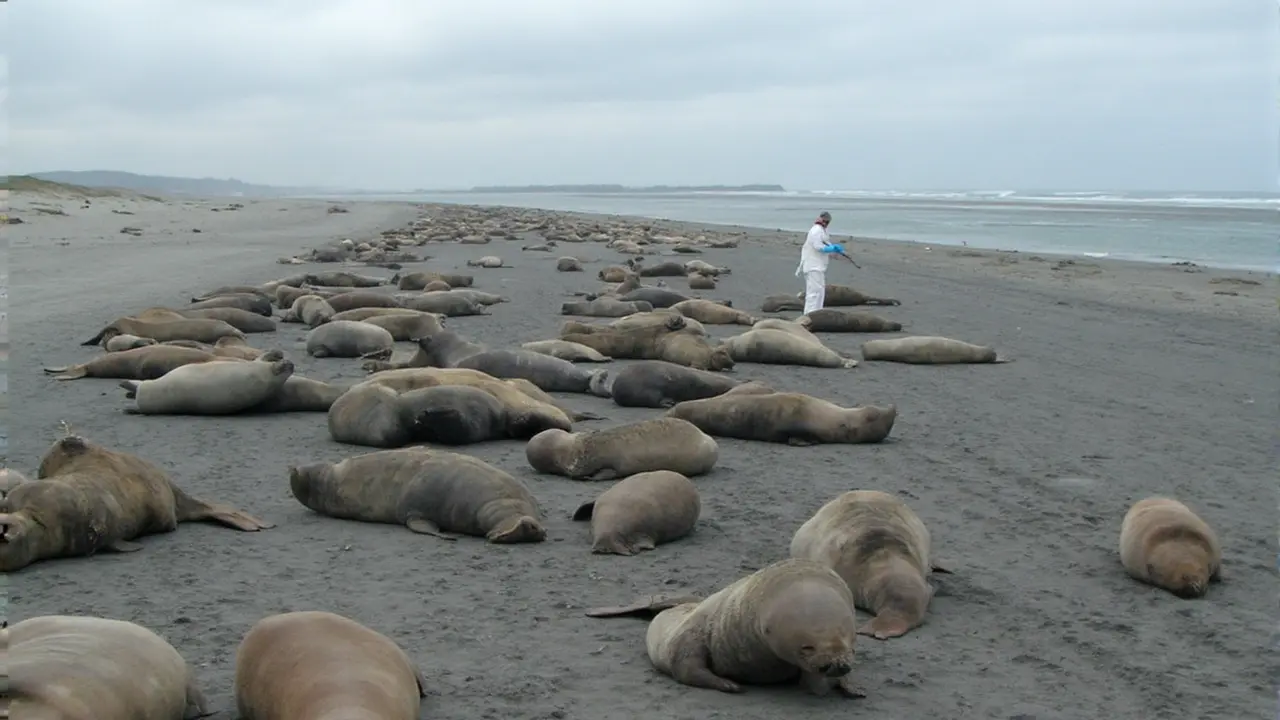 Elephant Seals in Argentina Face Century-Long Recovery After Bird Flu Wipes Out Breeding Populations