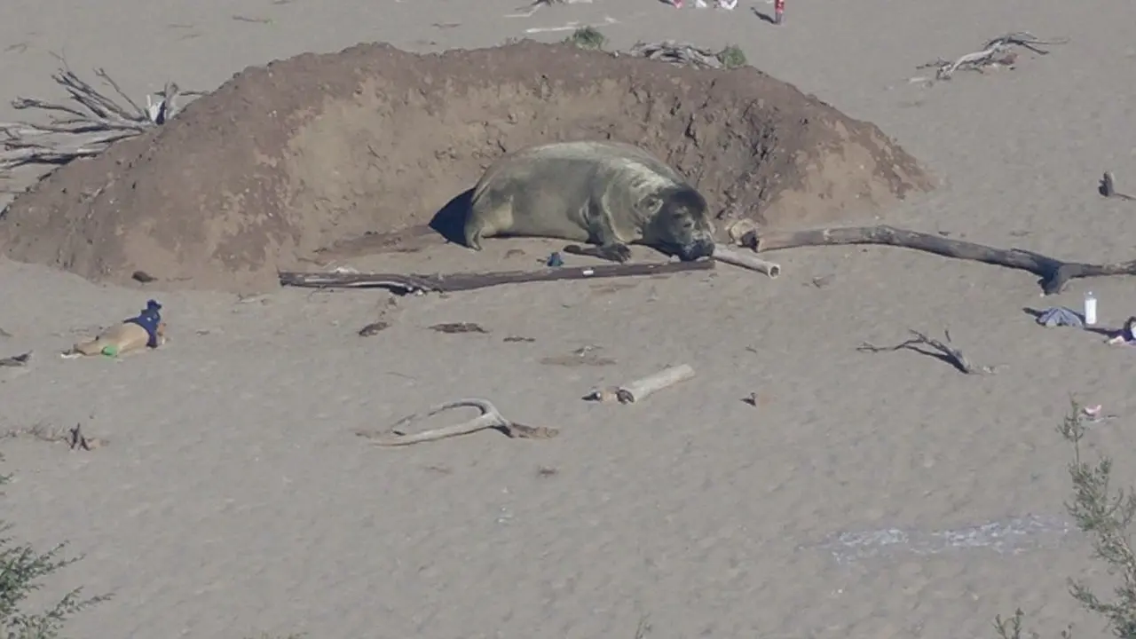 Life on the Beach: The Moult and the Human Fascination