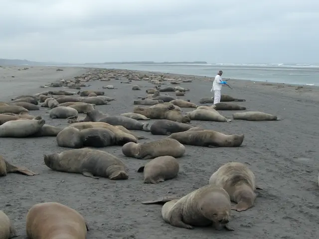Elephant Seals in Argentina Face Century-Long Recovery After Bird Flu Wipes Out Breeding Populations