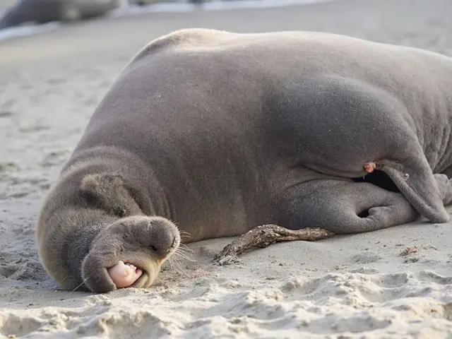 Oregon Elephant Seal Pup Survives Shocking Knife Attack, Authorities Urge Public Help