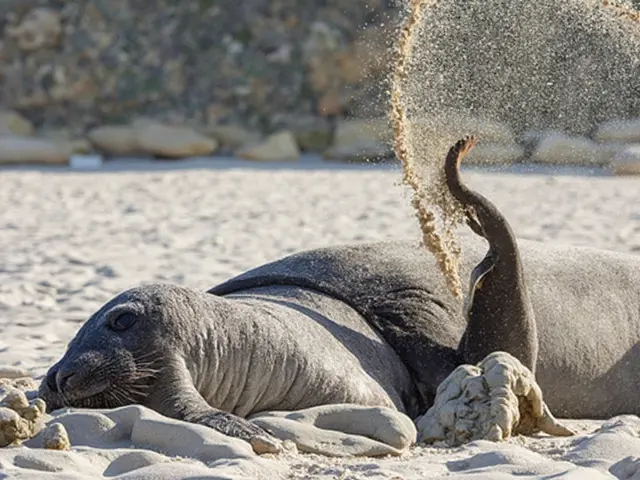 Southern Elephant Seal Buffel Draws Crowds During Annual Moult on South African Beaches