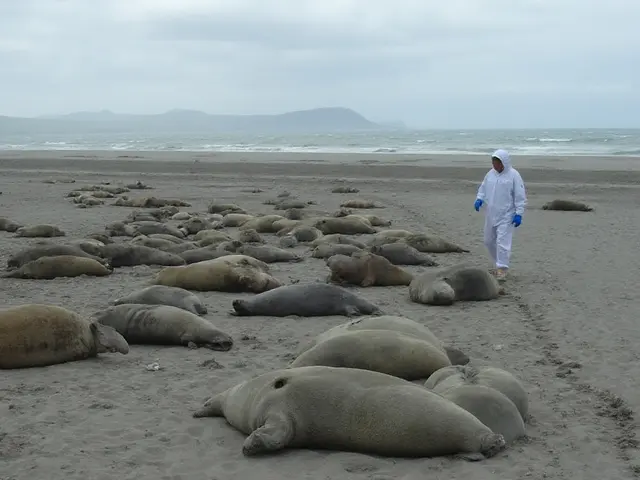 Elephant Seal Named Gordon Causes Stir After Wandering Into Gordon’s Bay Streets